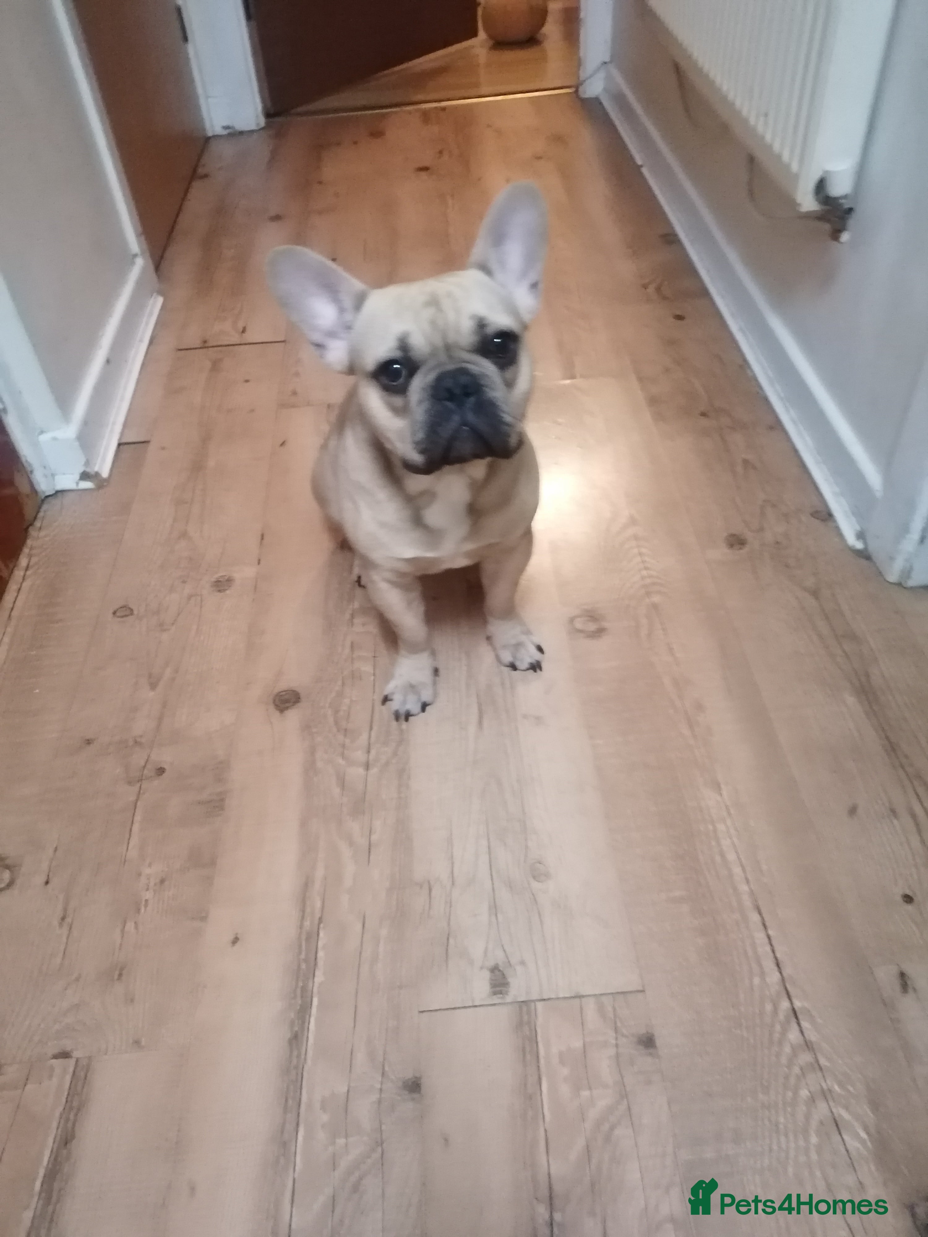 French Bulldog dogs Lovely dog - Advert 3