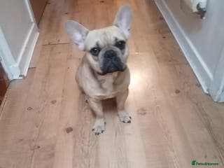 French Bulldog dogs Lovely dog - Advert 10