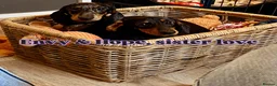 Miniature Dachshund dogs for sale: Kennel Club Reg Female 18 months - Advert 5