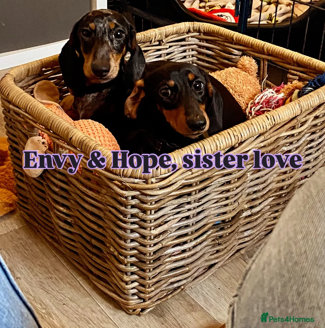 Miniature Dachshund dogs for sale: Kennel Club Reg Female 18 months - Advert 5