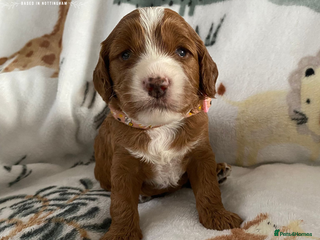 Cockapoo dogs Beautiful Cockapoo puppies (DNA CLEAR) - Advert 5