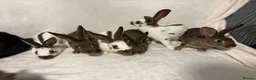 English Spot rabbits for sale: English spot  - Advert 4