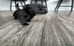 Staffordshire Bull Terrier dogs for sale: 🔥 Stunning Staffordshire Bull Terriers 🔥 - Image 17