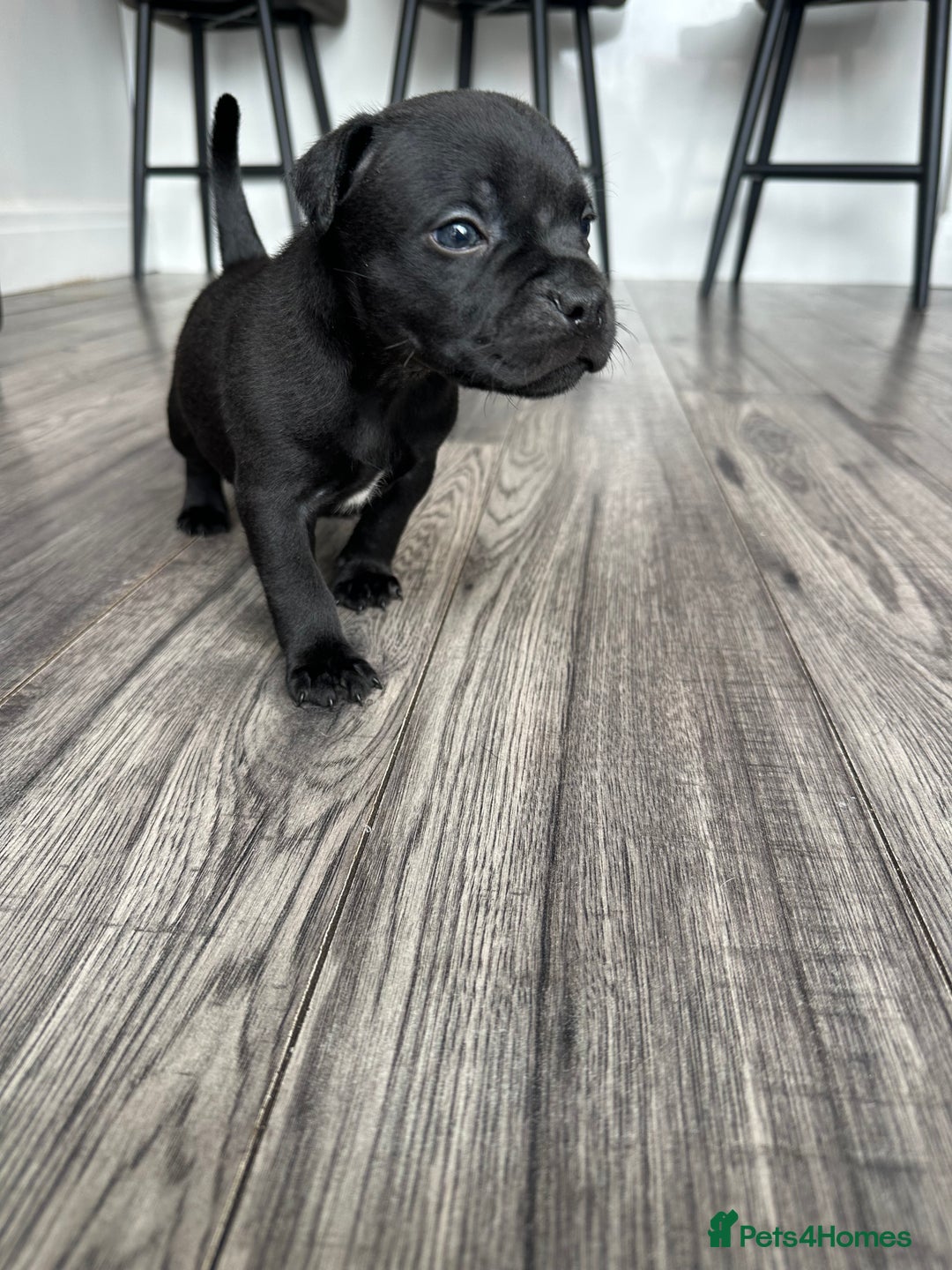 Staffordshire Bull Terrier dogs for sale: 🔥 Stunning Staffordshire Bull Terriers 🔥 - Image 17