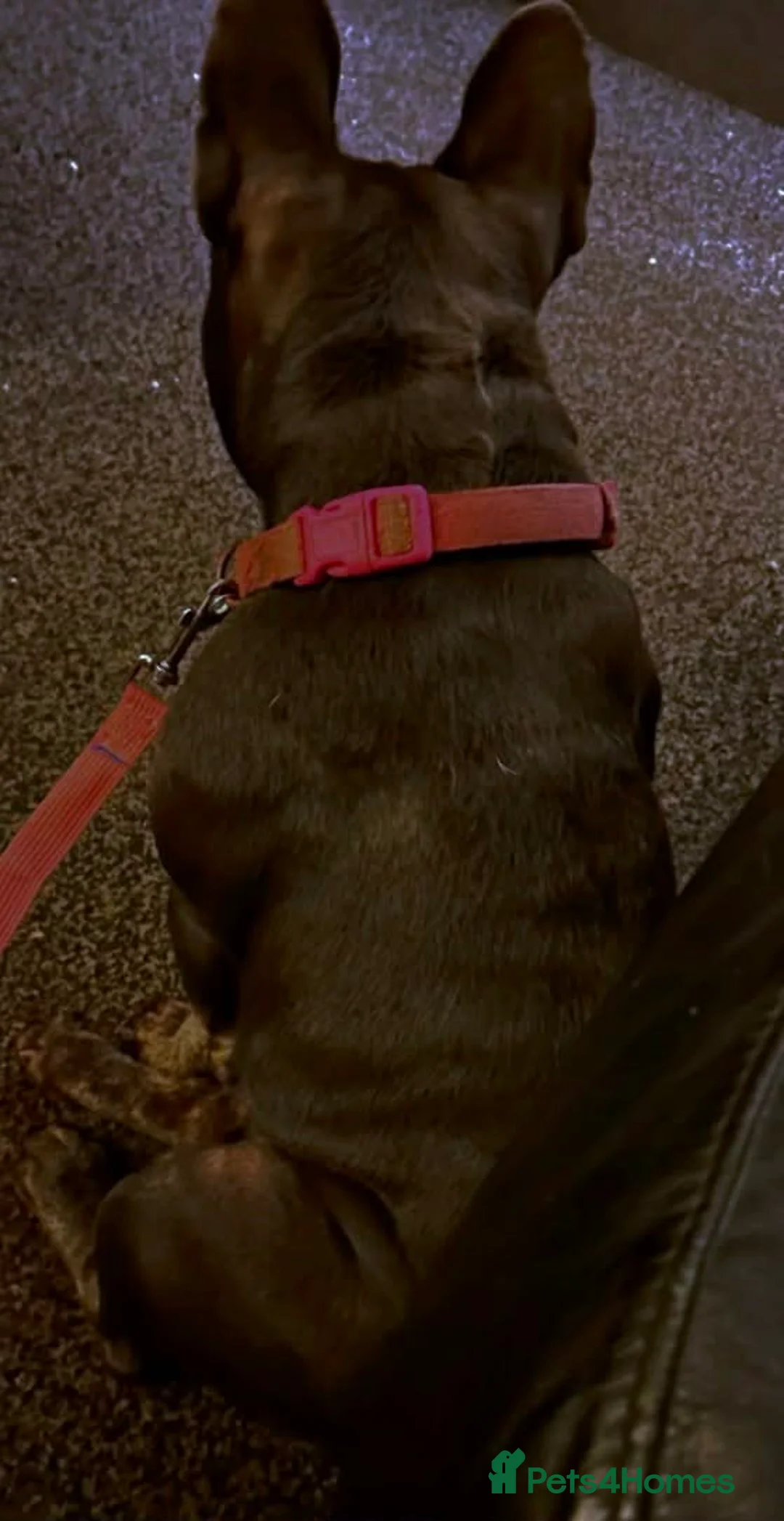 French Bulldog dogs for sale: French bulldog  in Rotherham - Advert 2