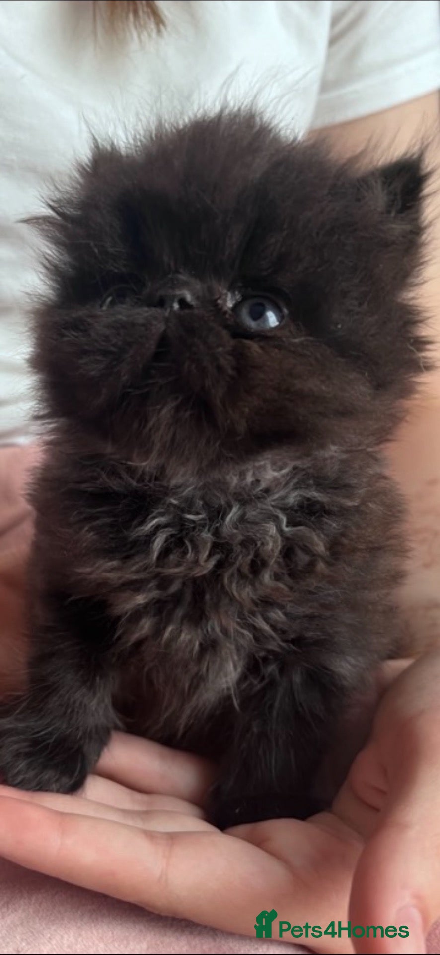 Persian cats Stunning colour point Persians - Advert 1