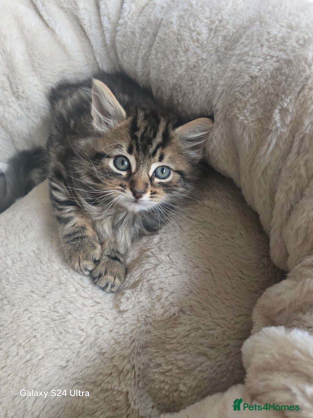 Maine Coon cats for sale: Adorable kittens mixed Maine Coon  - Image 8