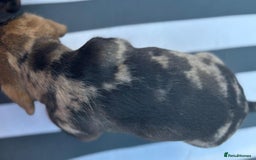 Mixed Breed dogs for sale: Wire Haired Daschund x Rottweiler  - Image 28