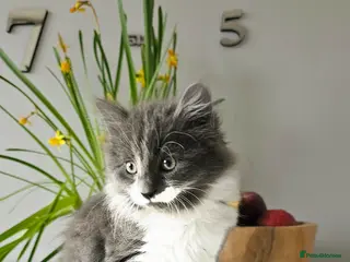 Mixed Breed cats ADORABLE FLUFFY KITTENS LOOKING FOR THEIR NEW HOME - Advert 1