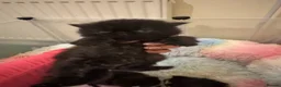 Persian cats for sale: Last kitten Persian girl black  - Advert 6