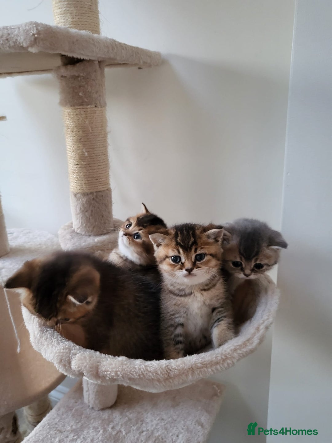 British Shorthair cats for sale:  **  **  **  ** BRITISH SHORTLY **  **  **  **   - Advert 31