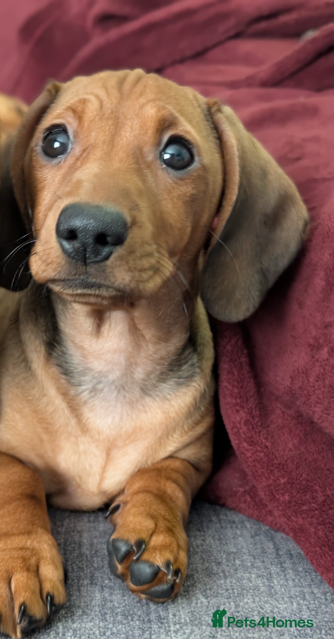 Mixed Breed dogs Female Puppy 3/4 Dachshund cross 1/4pug puppies - Advert 2