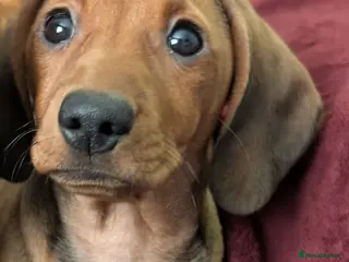 Mixed Breed dogs Female Puppy 3/4 Dachshund cross 1/4pug puppies - Advert 2