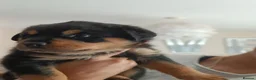 Rottweiler dogs for sale: Exceptional huge Rottweiler pups from amazing line - Advert 40