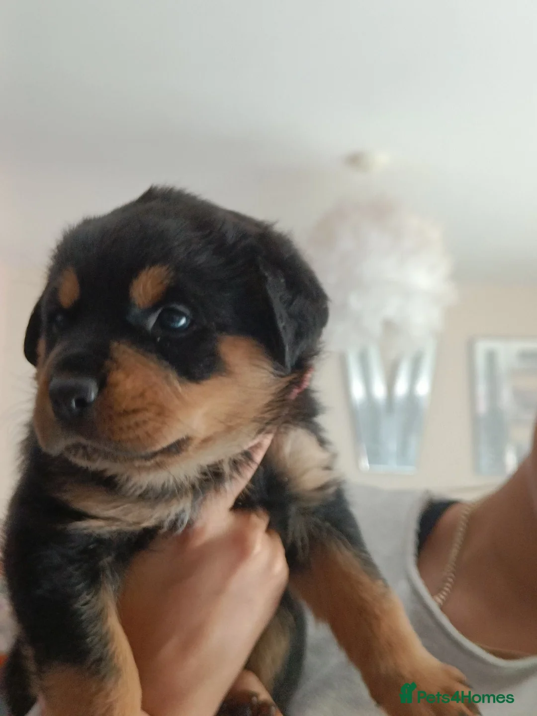 Rottweiler dogs for sale: Exceptional huge Rottweiler pups from amazing line - Advert 40
