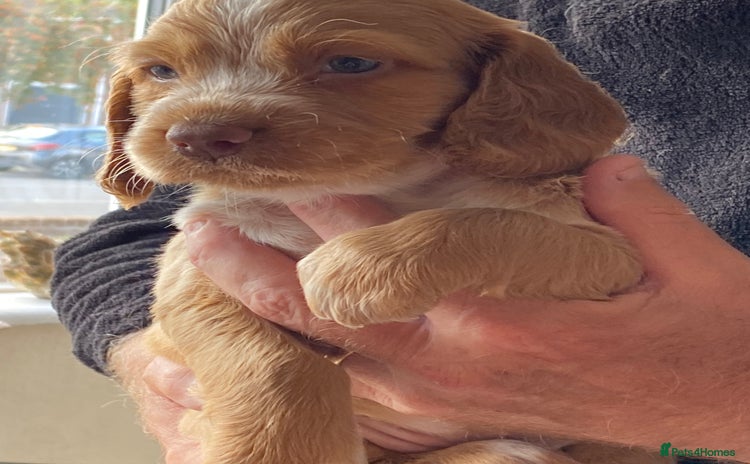 Cocker Spaniel dogs - Advert 4