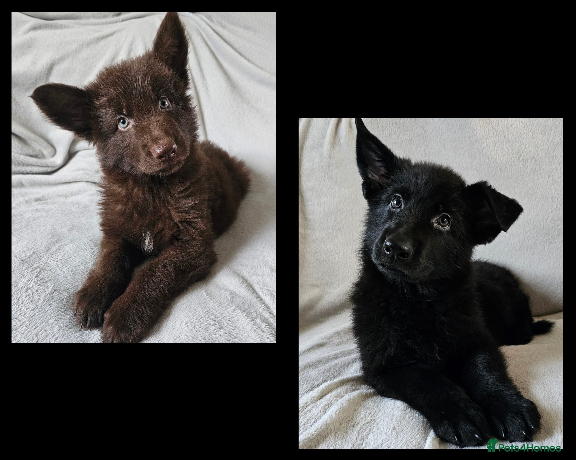 German Shepherd dogs ✴️2 stunning short coated KC registered GSP's✴️ - Advert 18