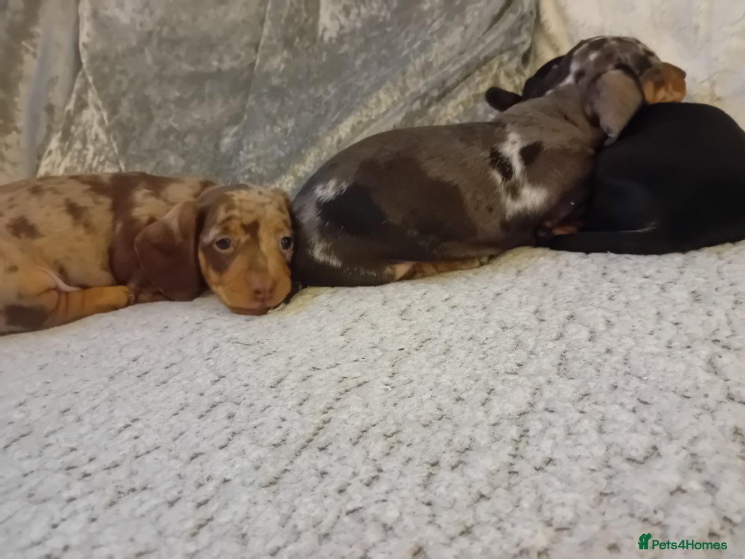 Dachshund dogs for sale: 3 beautiful dachshund puppies  - Advert 9