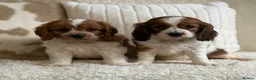 Cavapoochon dogs for sale: Beautiful Cavapoochon puppies  - Advert 19