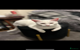 Siamese cats for sale: Stunning Siamese X Ragdoll kittens  - Image 15