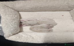 Bengal cats for sale: Snow Bengal kitten - Image 10