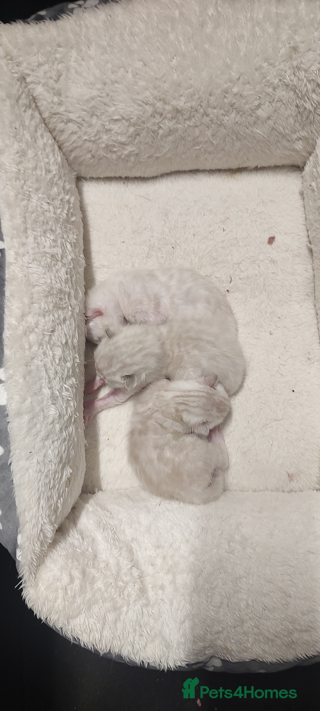 Bengal cats for sale: Snow Bengal kitten - Image 10