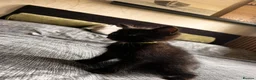 Mixed Breed cats for sale: Beautiful Mixed Breed Ragdoll Kittens! in Cambridge - Advert 16