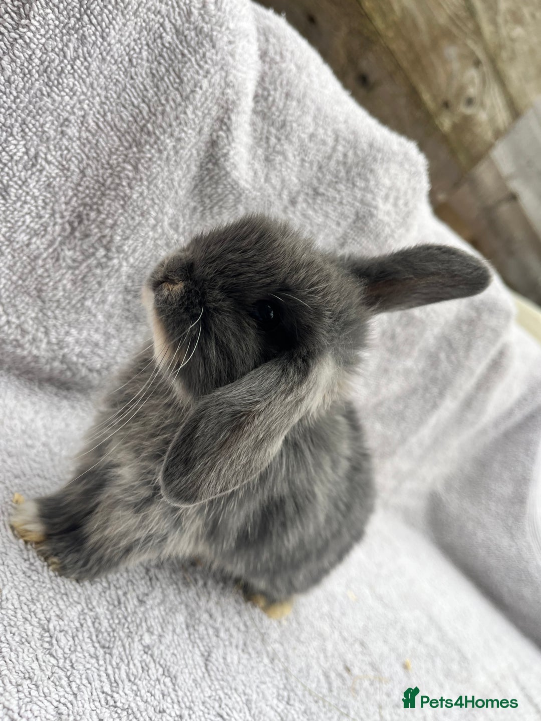 Mini Lop rabbits for sale: Mini lop bunnies  - Image 1