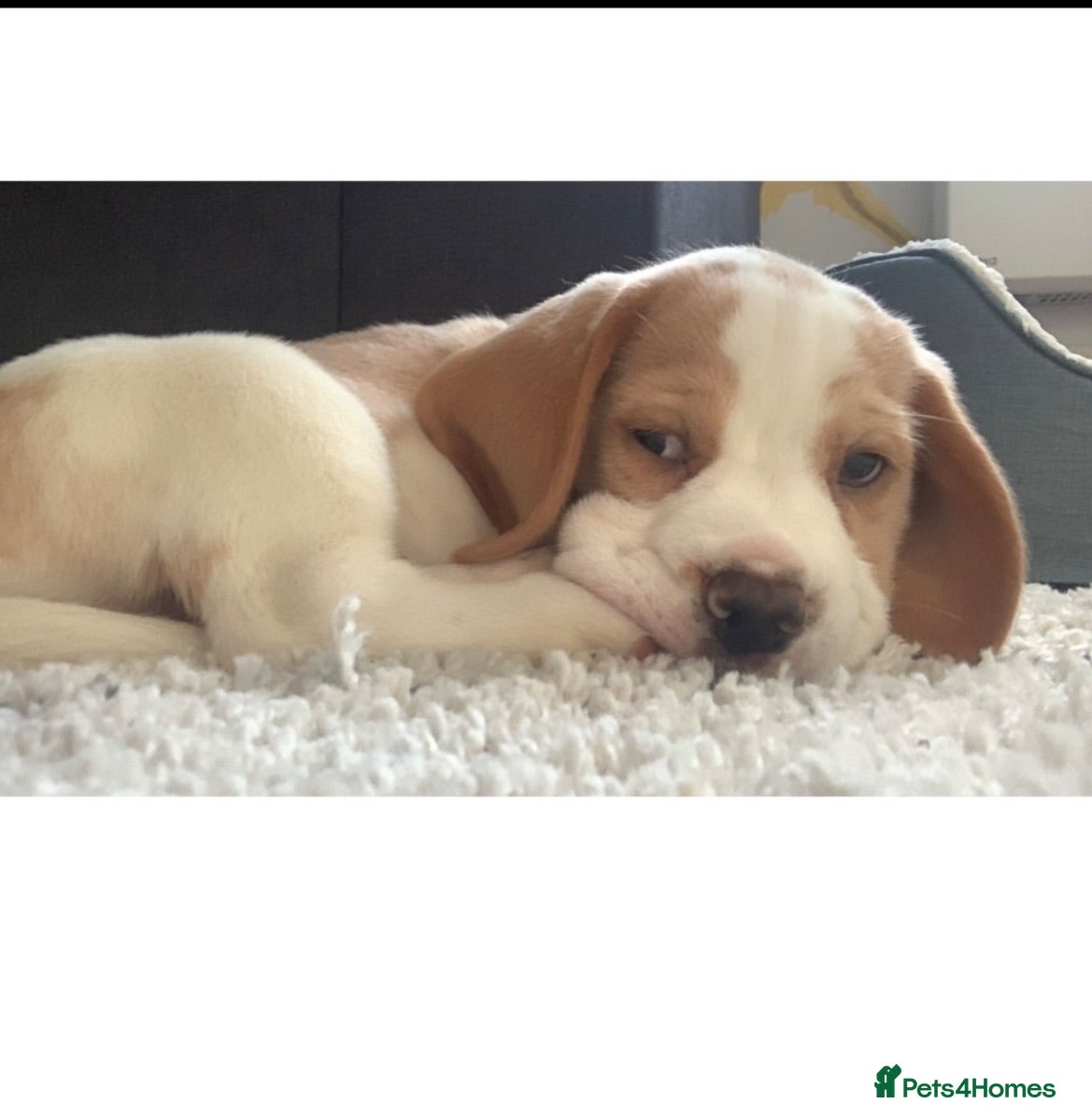 Beagle dogs 1 girl left ,,KC reg charterwood beagles    - Advert 4