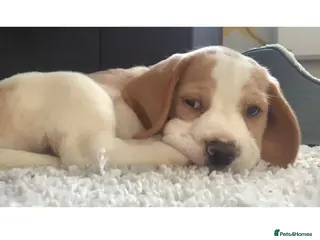 Beagle dogs 1 girl left ,,KC reg charterwood beagles - Advert 4