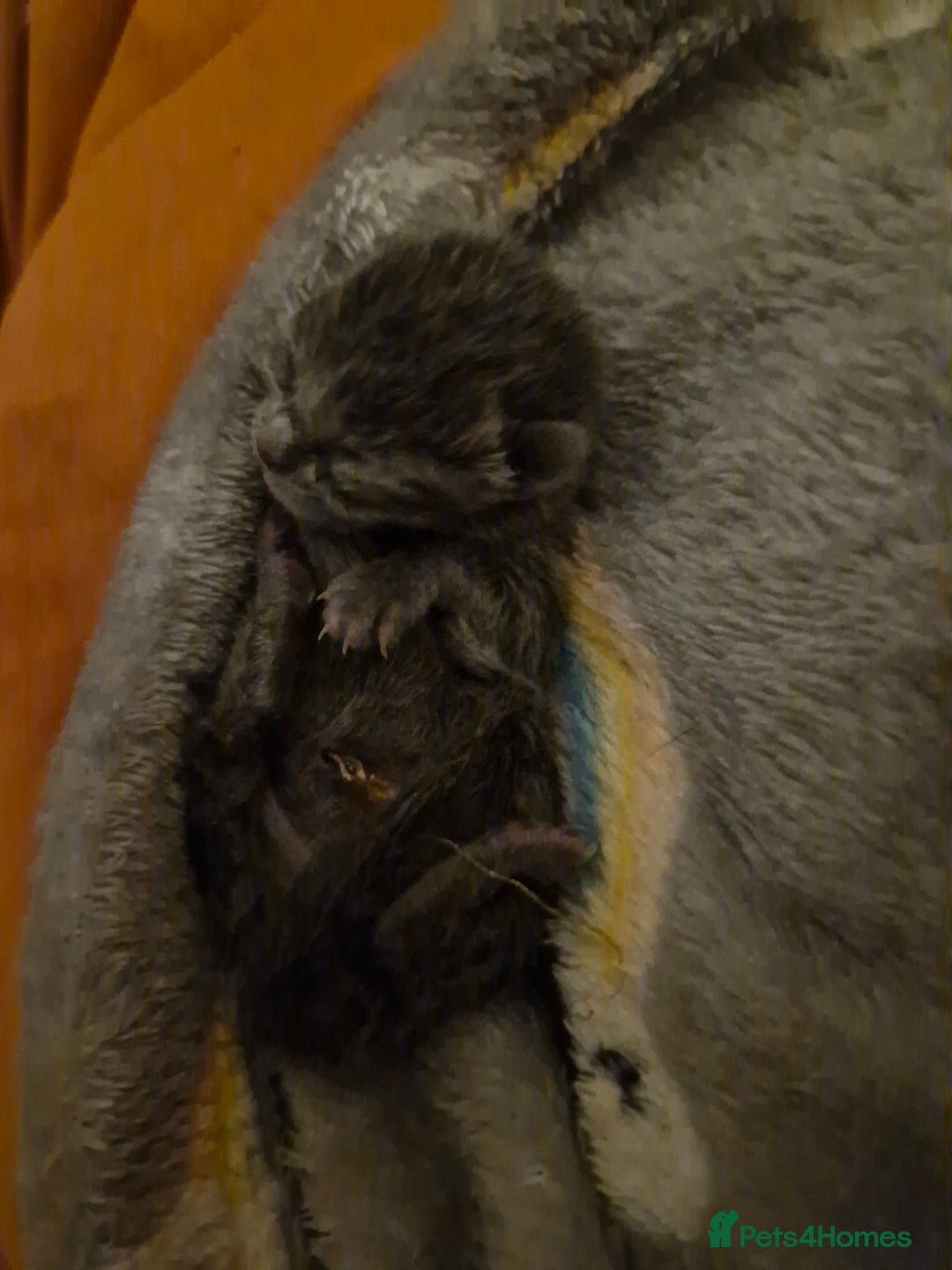 Mixed Breed cats for sale: Purrfect Rare Elf Eared Fur Babies Ready 14th Feb - Advert 6