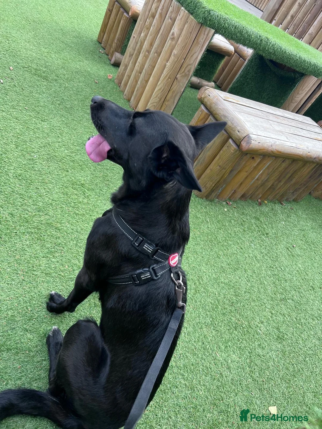 Mixed Breed dogs for sale: Bailey for a new home in Burton-on-Trent - Advert 2