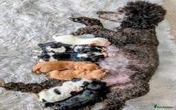 Cavapoo dogs for sale: ❤️F1 CAVAPOO BABIES❤️ HEALTH TESTED PARENTS!🐩 - Advert 24