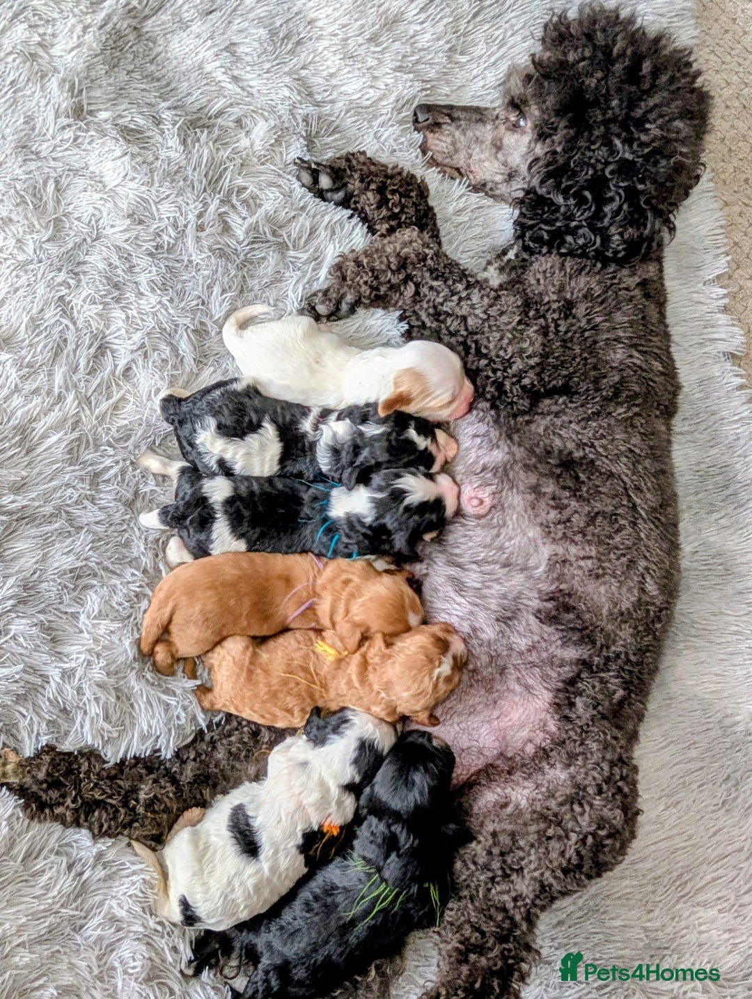 Cavapoo dogs for sale: ❤️F1 CAVAPOO BABIES❤️ HEALTH TESTED PARENTS!🐩 - Advert 24