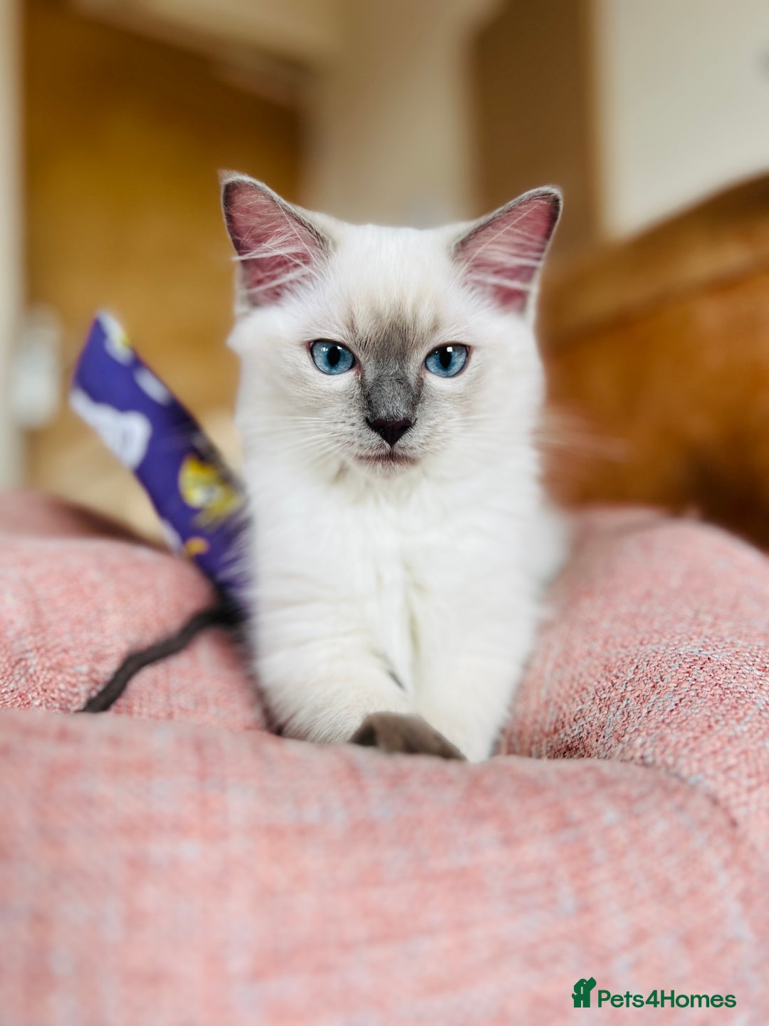 Ragdoll cats for sale: SILKY ADORABLE RAGDOLL KITTEN CHAMPIONLINE - Image 24