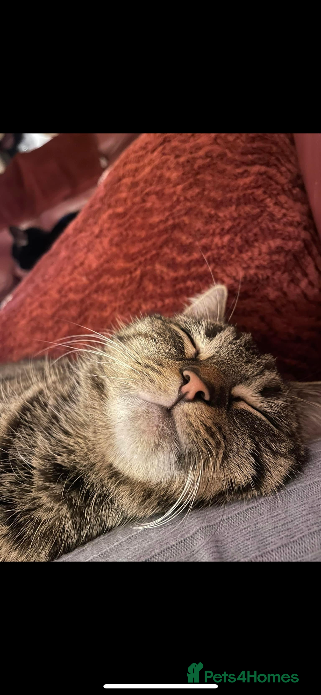 Mixed Breed cats for sale: 3 black kittens for sale  - Advert 5