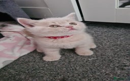 British Shorthair cats for sale: ONLY 2 MALE AVAILABLE.British shorthair  - Image 4