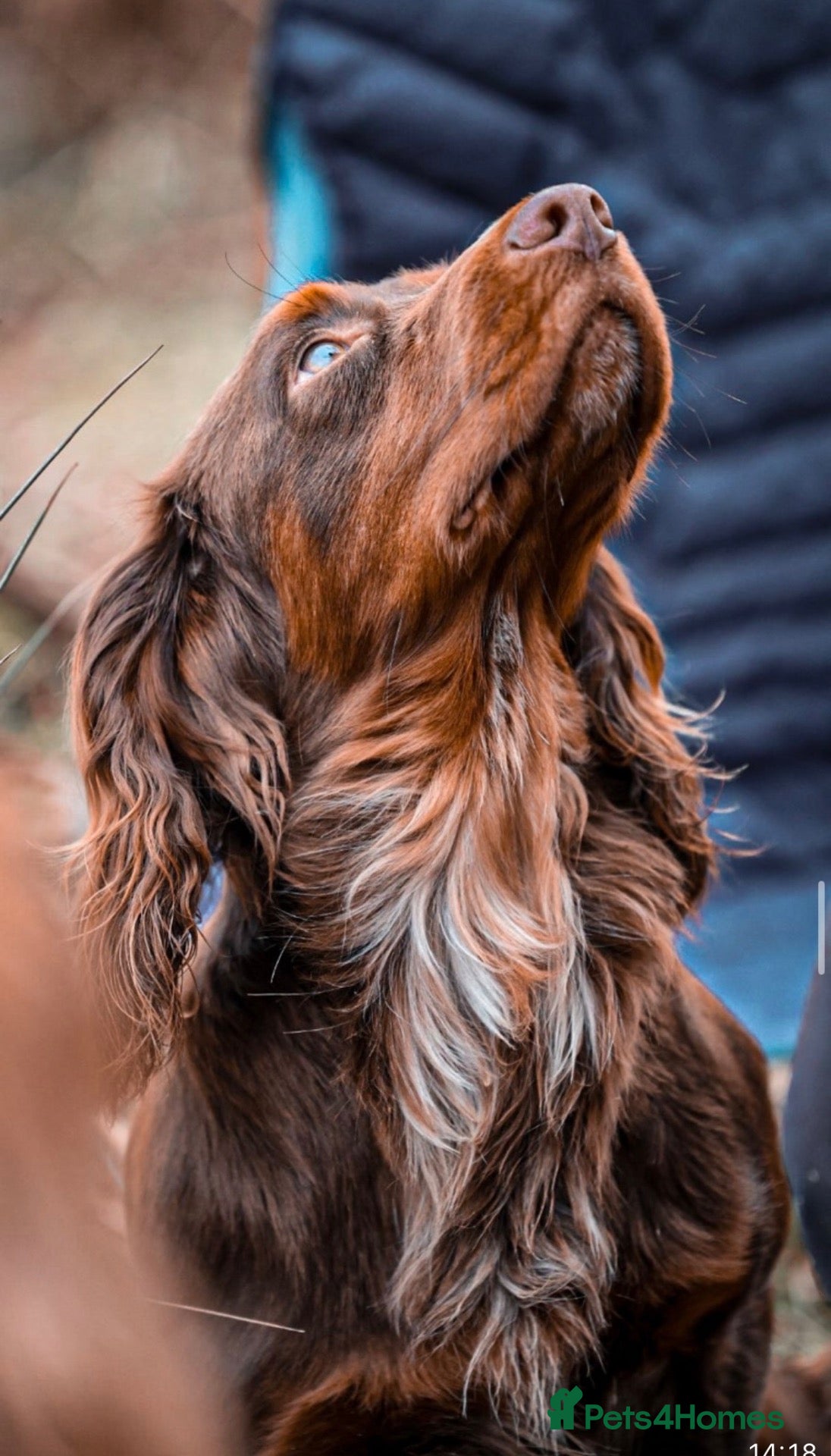 Cocker Spaniel dogs GRIMESGILL GOLDEN PLOVER - Advert 2