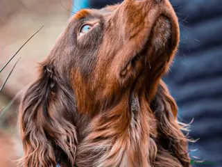 Cocker Spaniel dogs GRIMESGILL GOLDEN PLOVER - Advert 2