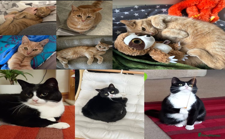 British Shorthair cats 2 female adult cats  - Advert 16