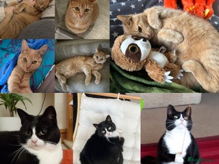 British Shorthair cats 2 female adult cats - Advert 1