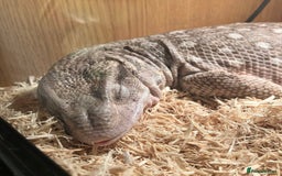 Monitor reptiles for sale: Bosc/savannah Monitor Lizard  - Image 4