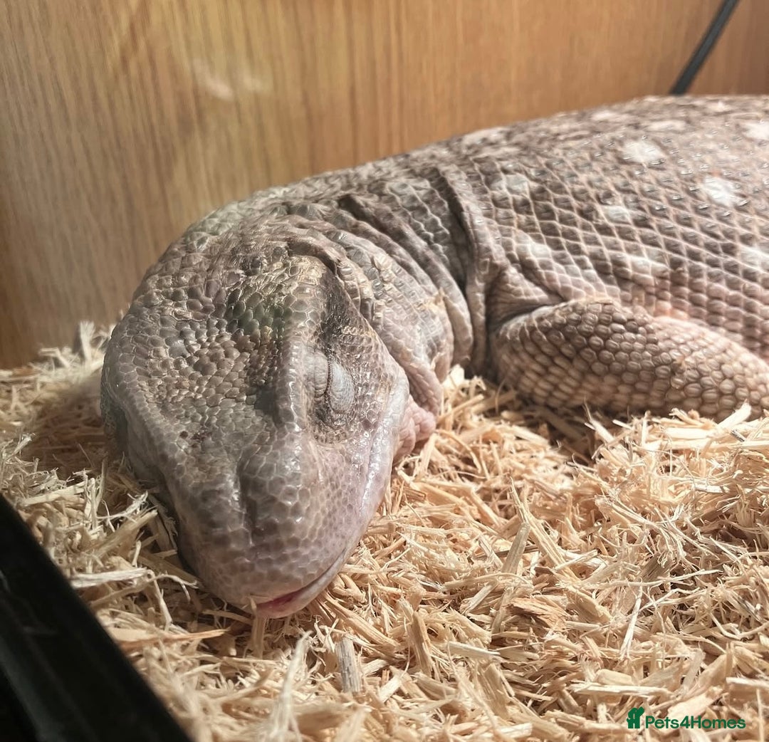 Monitor reptiles for sale: Bosc/savannah Monitor Lizard  - Image 4