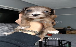 Poochon dogs for sale: Poochons💥 2 Beauties READY TO LEAVE NOW 💥  - Image 1