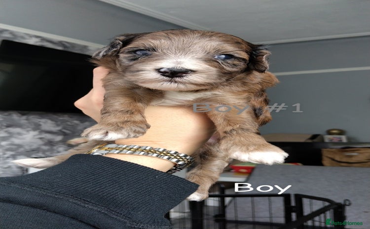 Poochon dogs - Advert 2