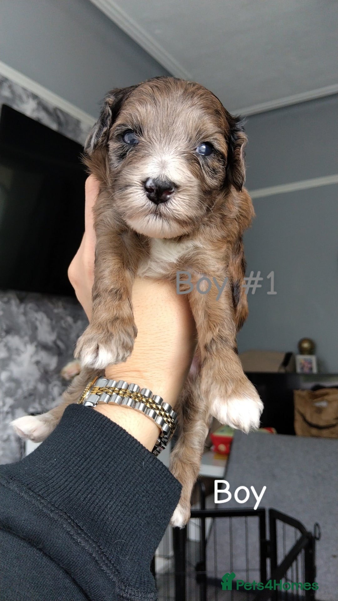 Poochon dogs for sale: Poochons💥 2 Beauties READY TO LEAVE NOW 💥  - Image 1