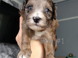 Poochon dogs - Advert 5