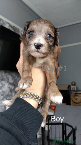 Poochon dogs - Advert 2