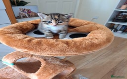 Mixed Breed cats for sale: Four fluffy stress reducers looking for new homes - Image 16