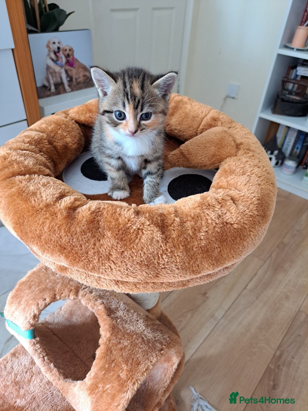 Mixed Breed cats for sale: Four fluffy stress reducers looking for new homes - Image 16